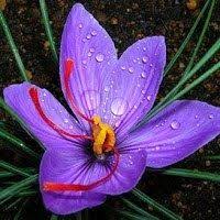 জাফরান, এক নতুন সম্ভাবনা।