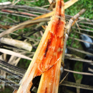 আখের লাল পঁচা রোগ