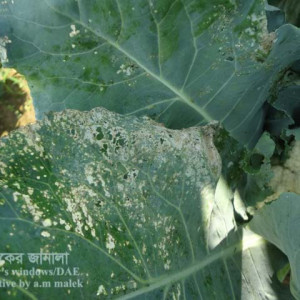 ফুলকপির টোবাকো ক্যাটারপিলার