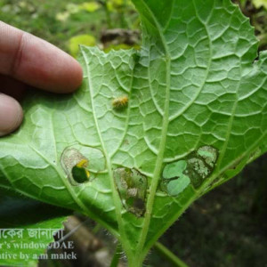 চালকুমড়ার কাঁঠালে পোকা