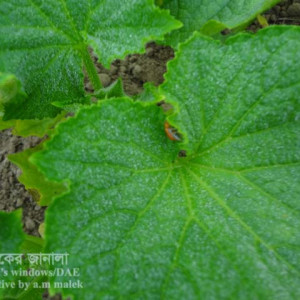 খিরার রেড পামকিন বিটল