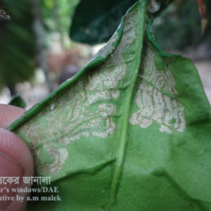 বাতাবি লেবুর পাতা সুড়ঙ্গকারী পোকা