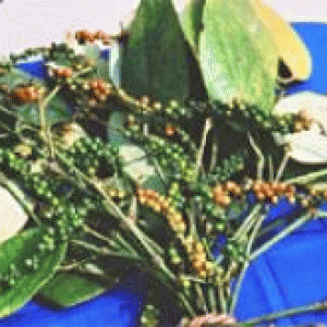 জৈন্তা গোলমরিচ