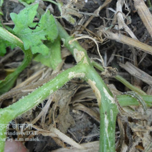 বাঙ্গির গামি স্টেম ব্লাইট রোগ