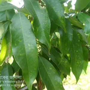 লিচুর ডাউনি মিলডিউ রোগ