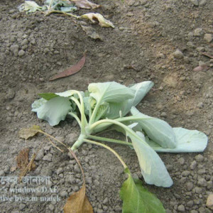 বাঁধাকপির কাটুই পোকা
