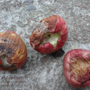 জামরুলের ফল পচা রোগ